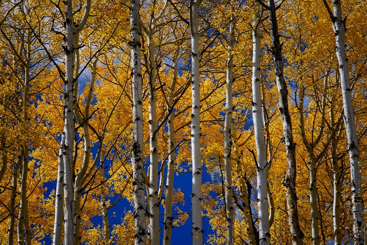 otoño