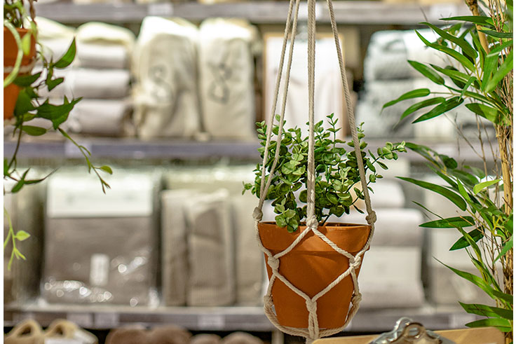 muy mucho plantas
