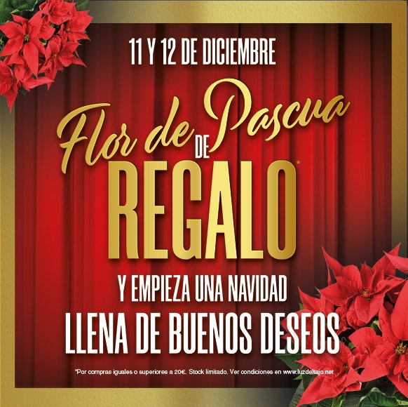 flor pascua regalo