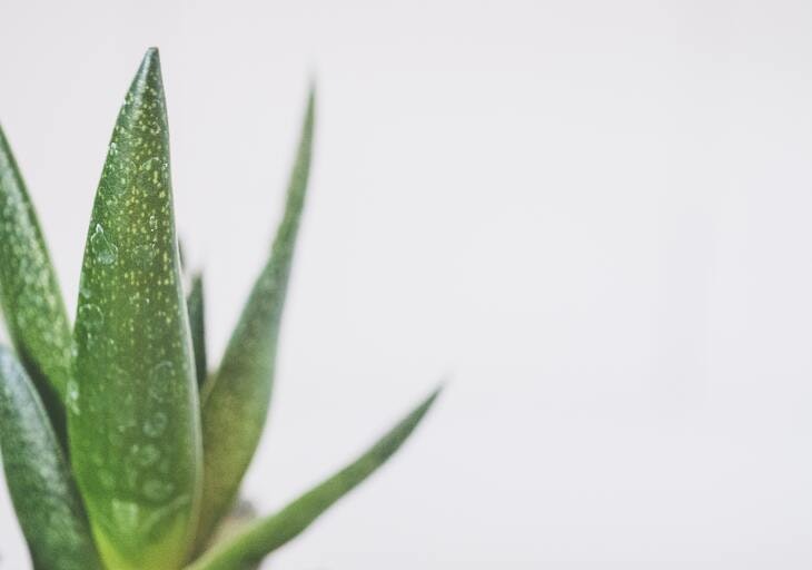 beneficios del aloe vera