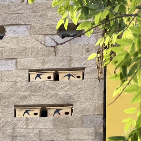 Luz del Tajo impulsa la biodiversidad urbana con la instalación de cajas nido para vencejos 🐦🌿